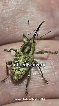Weevil rediscovered after being thought extinct for decades