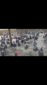 13K views · 129 reactions | Breed of the Day: Potch Koekoek  The...