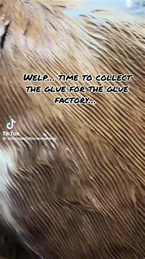 The Joy of Horse Core: A Humorous Look at Equestrian Life