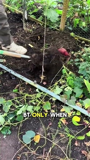 Sweet Potato Pests and Diseases - Easy Organic Fixes