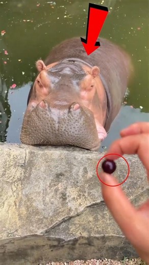 This Hippo Was CRAZY... After Eat This 😱 #shorts