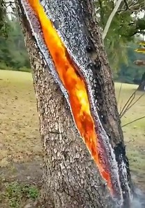 A tree burning inside after a lightning strike. | News Agency KNT