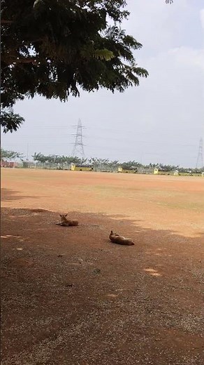 VIT-AP University Campus