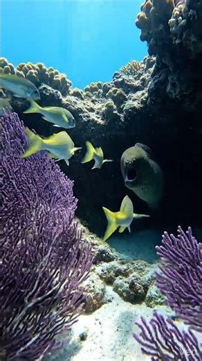 Green Moray Ambush | Reef Crevice Snap & Drag