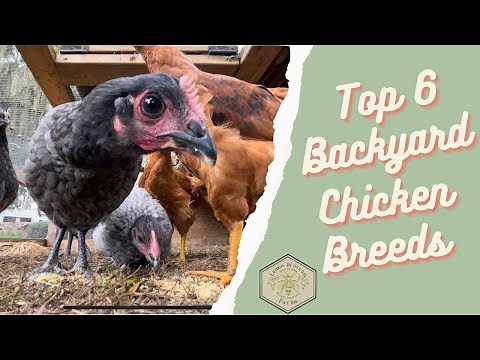 Top 6 Backyard Chicken Breeds