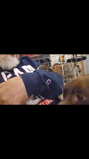 Followed by some snuggles... #borninthelandofgrouse #gsppuppies #upperpeninsula #birddogs #5thGeneration | Aspen Thicket Grouse Dogs