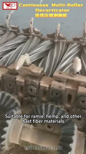 🎬60 Pairs Continuous Multi-Roller Decorticator Ramie & Hemp Fiber Extraction Machine High Efficiency