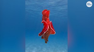 Underwater photographer spots a mysterious sea slug in Australia