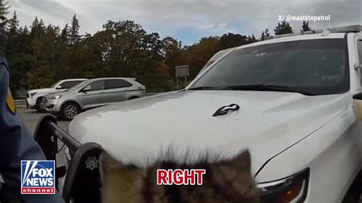 2.3M views · 87K reactions | WATCH: Troopers rescue a kitten stranded on a major interstate after drivers report the tiny feline hiding under a concrete barrier. The kitten’s now safe — and headed for a new home. | Fox News | Facebook