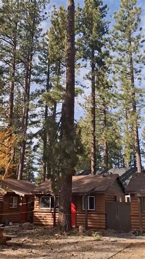 🌲 Professional Tree Service You Can Trust 🌲 Another tall pine was safely handled with precision and care. Whether it’s hazardous trees near structures, overgrown pines, or general tree maintenance, our experienced crew gets the job done safely and efficiently. If you’re looking for reliable tree service near you, we offer: ✔️ Tree trimming & pruning ✔️ Hazardous tree removal ✔️ Storm damage cleanup ✔️ Property safety evaluations ✔️ Residential & commercial service 📞 Contact us today for a fre