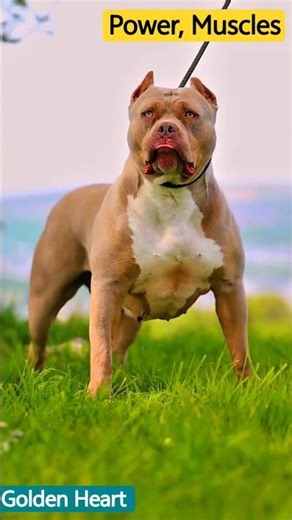 🔥 American Bully – Power, Muscles & a Golden Heart 💪🐾