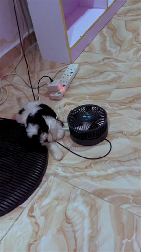 Effective Ways to Train Your Lhasa Apso Dog