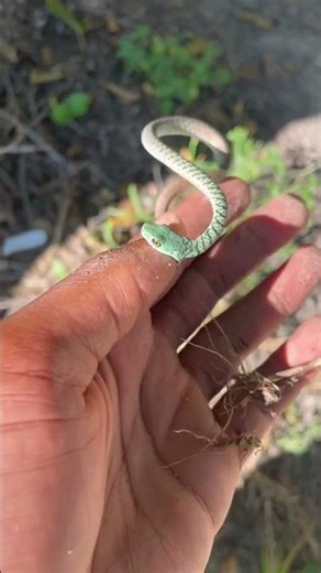Spotted Bush Snake in the Okavango Delta