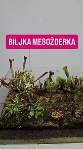 Biljka mesožderka cveta 🌺 Biljka mesožderka je prirodni predator među biljkama 🌱🪰 Fascinira izgledom i načinom na koji privlači i jede insekte. . . . #biljka #mesozderka #insekti #carnivora #carnivourousplant #viral #plantagenije | Dejan Dragićević Prva Bašta Srbije