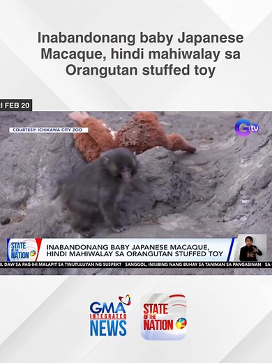 Batang Unggoy sa Zoo sa Japan: Nakakaantig na Istorya