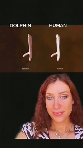 Comparing Dolphin and Human Fetal Development in the Womb