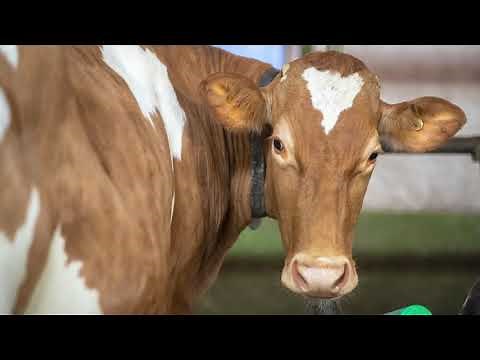 Maryland's Best - Broom"s Bloom Dairy
