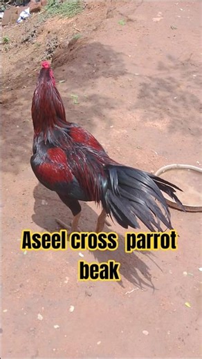 Aseel cross parrot beak murga#shorts #tranding #reels