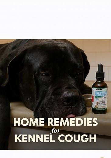 喙 Home Remedies for Kennel Cough | Loki’s Recovery Journey . . When...
