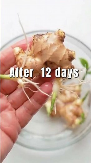 How to Grow Ginger at Home | Easy Harvesting Guide for Beginners 🌱 (Full Process)