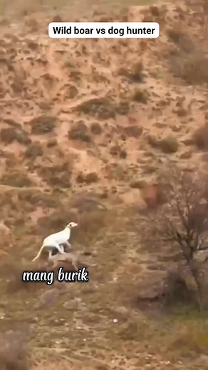 48K views · 420 reactions | Wild boar vs dog hunter #reels #fyp Sorotan | Mang Burik | Facebook