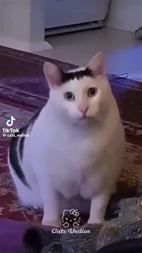 TikTok · qotil 007