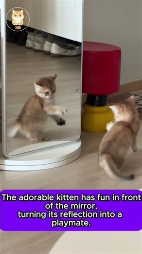 Cute Kitten Playing with Its Reflection 😺✨#animals #catvideos #shorts