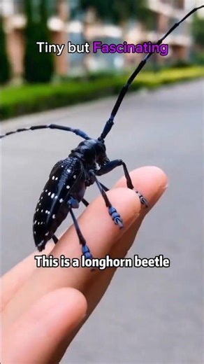 Do you like insects? #insects #shorts