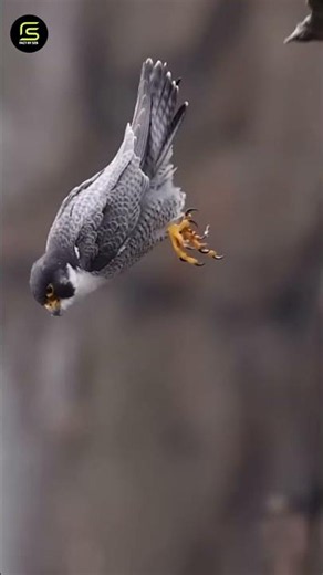 The Deadliest Bird in the World! 😱