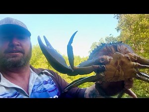 BIGGEST MUD CRAB in Darwin
