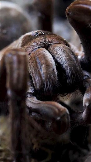 TERRIFYING TARANTULAS #7 Goliath Birdeater - Theraphosa stirmi #tarantula #spider #halloween