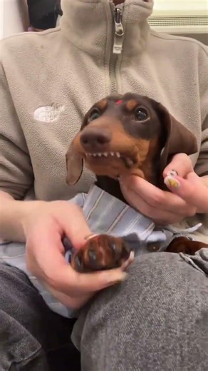 Xiaojun's Monday Magic: Healing Power of Love & a Playful Pooch