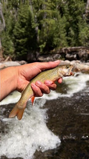 Honest day of trout fishing in Colorado #fishing #troutfishing #brooktrout
