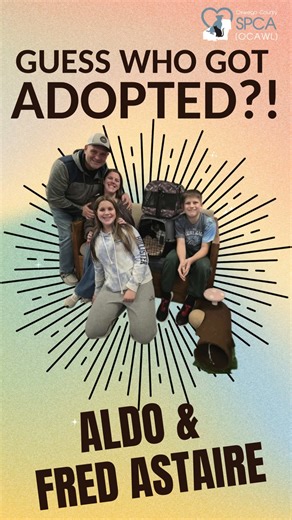 🎉🐾 Adoption Update: Aldo & Fred Astaire! 🐾🎉 “Two cats. Two stories. One perfect forever home.” 💛 Some adoption updates hit the heart a little deeper — and this is one of them. This weekend, Aldo and Fred Astaire went home together, and we could not be more thrilled for both boys… but especially for our sweet Aldo, who had been waiting so patiently for his turn. ✨ Fred Astaire, just 4 months old, came to us from the shelter on 10/26. Within days he tap-danced his way into the hearts of every