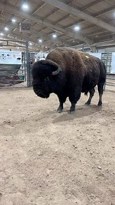 15K views · 11K reactions | Canadian River Bison Bull was a highlight of the recent Oklahoma Bison Association sale at the @okstatefair grounds in OKC last weekend. This little guy came in at 1980 lbs!! #bison #buffalo #thisisoklahoma #oklahoma #sale | Cross Timbers Bison | Facebook