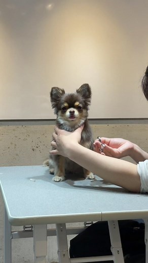 チワワの可愛いトリミング方法と人気カットの魅力