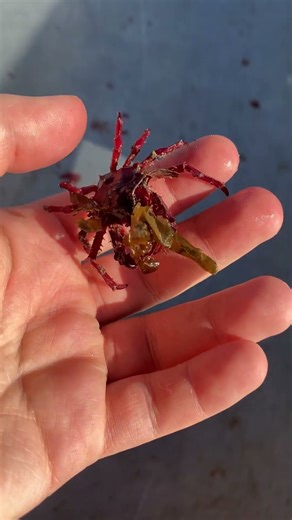 Catch a Ride!! #sealife #crab #kelp