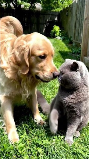 Funny Cat Slaps Dog 😂 | Cat vs Dog Shorts 🐱🐶 | Real Animal Fight #doglover #catlover