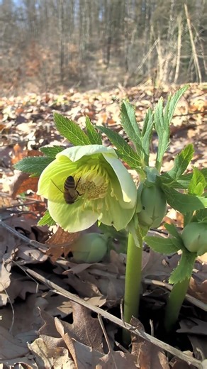 Un ape al lavoro. 🐝🐝🐝 #nature #boschi #trekking #passeggiate