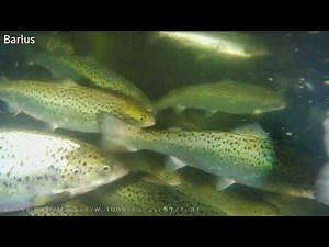 Revolutionizing Salmon Farming: The Vital Role of Underwater Cameras in Aquaculture 🐟📹"