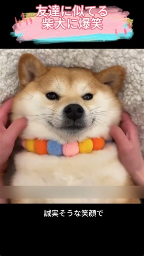友達に似てる柴犬に爆笑#柴犬 #柴犬の特徴 #頑固犬 #笑える柴犬 #ペット紹介 #無駄吠えしない犬 #友達に似てる犬 #可愛い柴犬