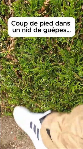 I kicked a wasp nest…