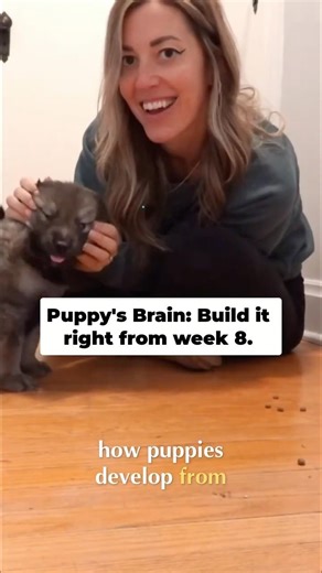 Puppy Development: Calm Dog Training from Week 8 #shorts