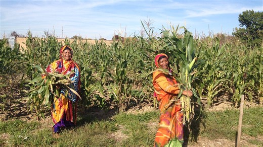 Garden: Benefits of a local community garden