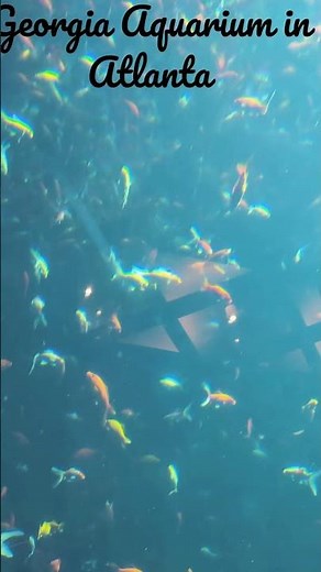 The Georgia Aquarium in Atlanta 🇺🇸 – Biggest Aquarium in America! 🇨🇦🇬🇧