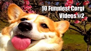 10 Funniest Corgi video ever seen