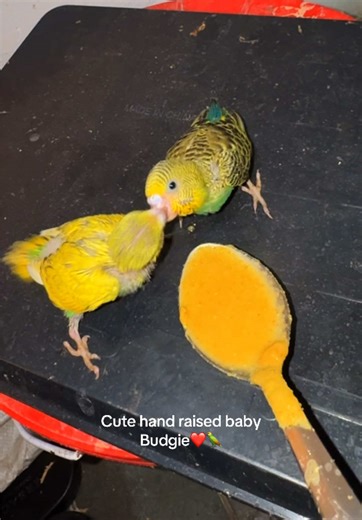 Adorable Hand-Raised Budgie Baby!