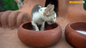 Poor rescue cat looked safer, then the final details turned into a long night