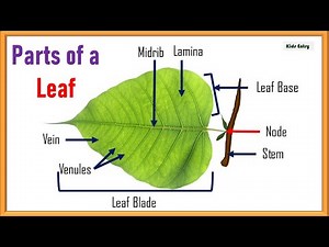 Parts of a Leaf | Structure of A Leaf | Environmental Studies for Grade 3 | Science Education