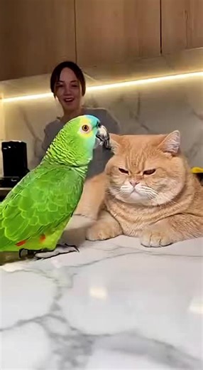 Дразнилка: Мяу Мяу и Шлёп Шлёп Пузиком